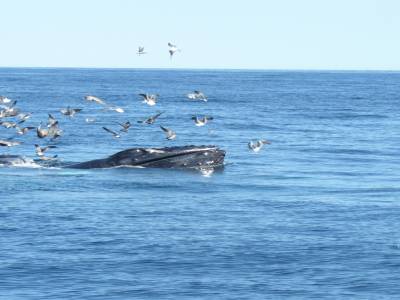 Baleine à bosse...