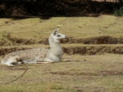 Actually there's almost as many Lamas as dogs here