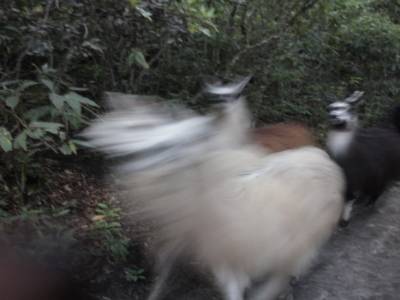Lamas