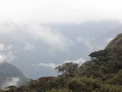 into the wild