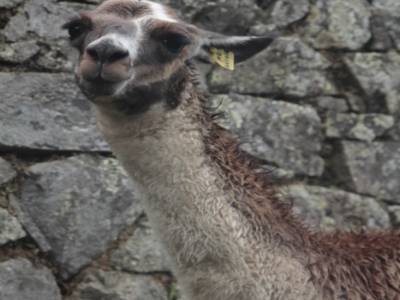 these Lamas pose like stars