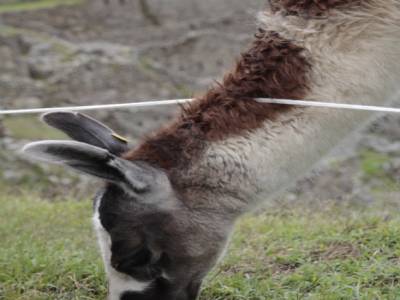 I'm not zoophiloc yet, but Lamas are nicer than Peruvians and tourists indeed
