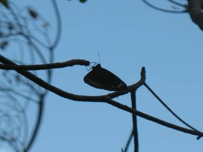 Papillon Papillon