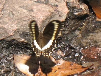 Papillon Papillon