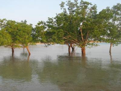 Mangrove Darwin