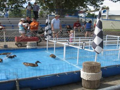 Course aux canards