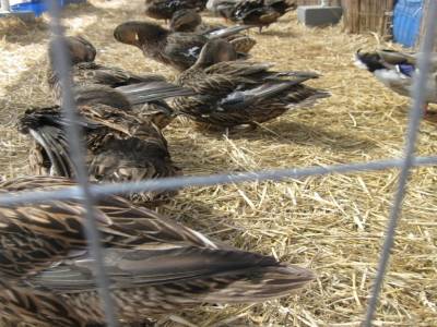 Course aux canards