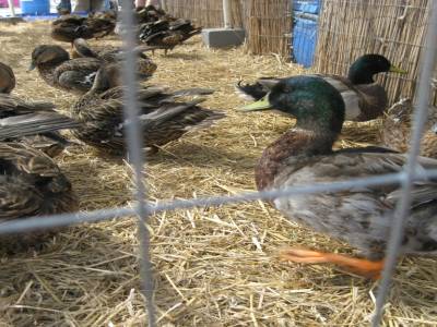 course aux canards