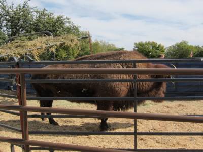 Bison