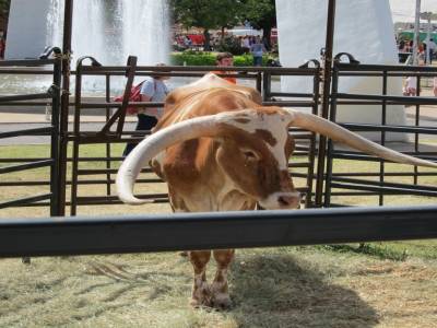 Texas Longhorns
