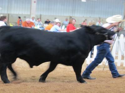 State Fair