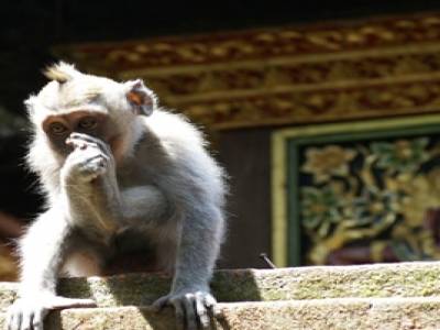 Forest Monkey
