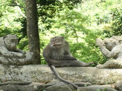 Forest Monkey