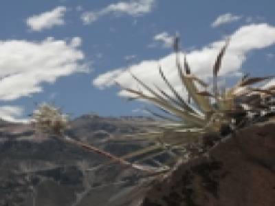 Cactus 1