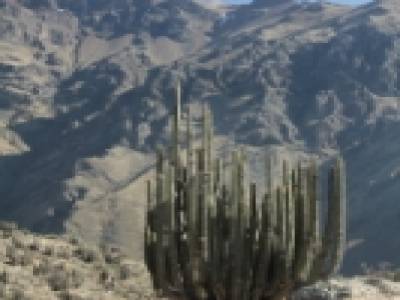 Cactus 2