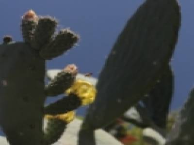 Cactus 3