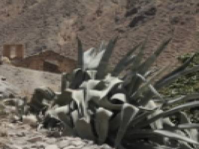 Cactus 5