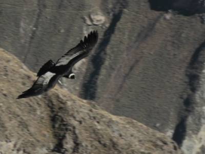 El Condor pasa