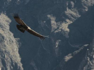 El Baby Condor pasa tambien