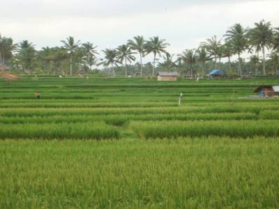 riziere UBUD
