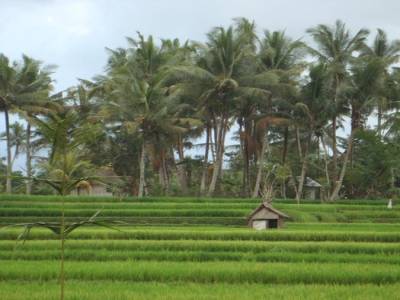riziere UBUD