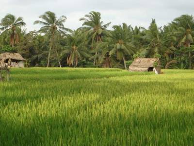riziere UBUD