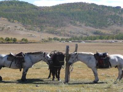 Nos chevals