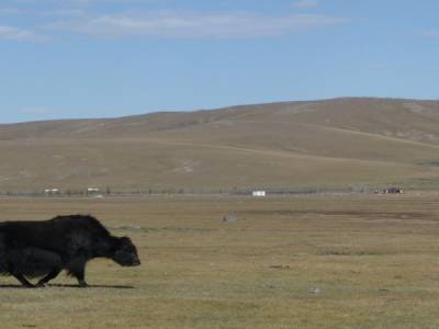 Yak