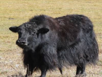 Yak