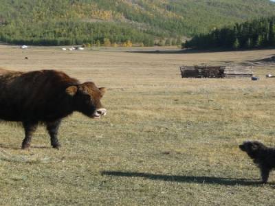 Le Yak et le Chien de Lafontaine