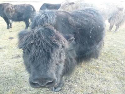 Beatles ruminant
