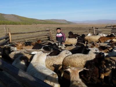 Tri des chevres et moutons pour la traite