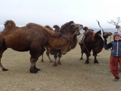 Camel is beautiful