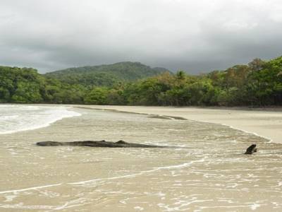 plage cape Tribulation