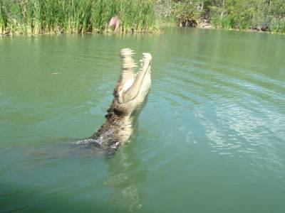 crocodile en plein boulot