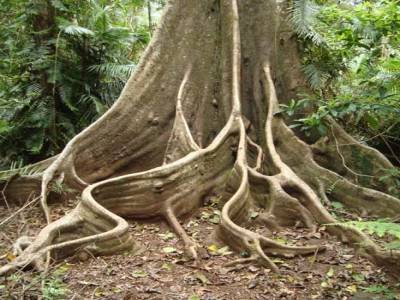foret de cape tribulation