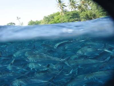sous l'eau a Tulamben