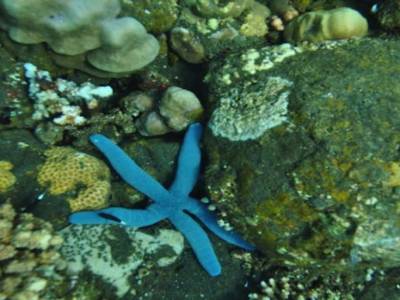 etoile de mer bleue sous epave