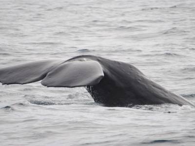 Kaikoura
