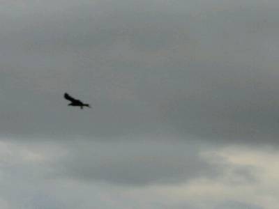 Condor