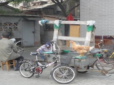 Carglass pour velo