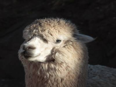 Alpaca