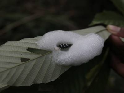 Madidi National Park