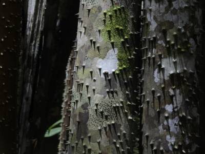 Madidi National Park