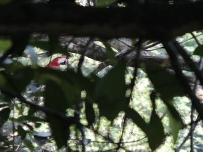 Madidi National Park