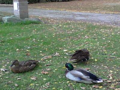 Camping de Tarascon