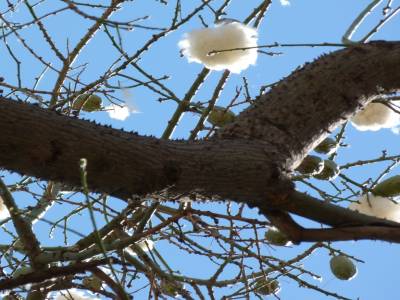 le magnifique arbre à coton !
