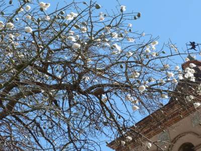 l'arbre à coton