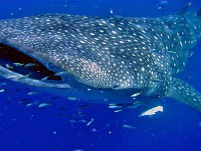 Requin Baleine