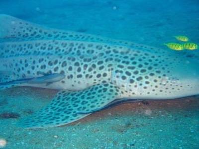 Requin léopard